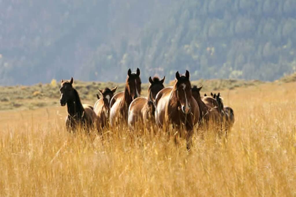 Colorado Horse Ranch