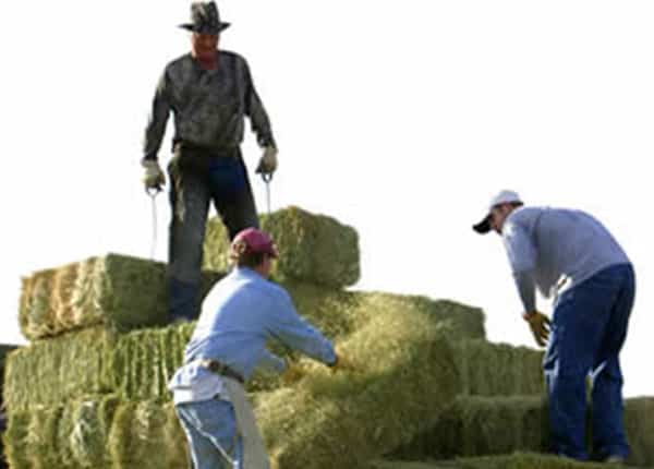 loading hay bales