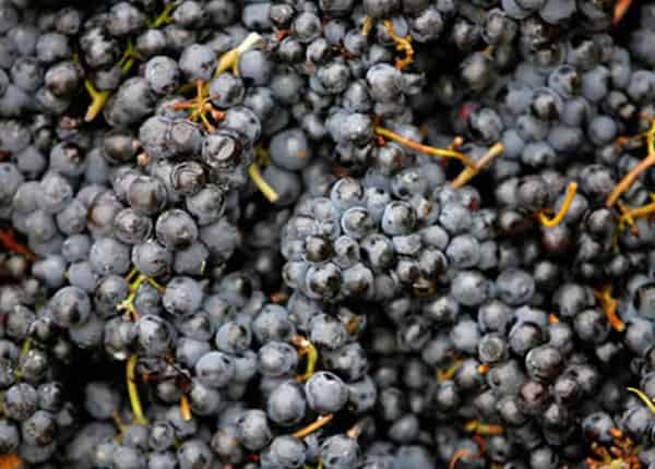 organic red wine grapes