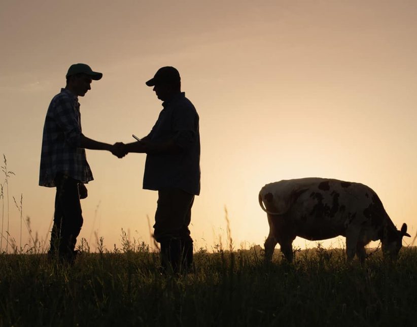 Two farmers shake hands, stand on the pasture where cows graze. Deal in agro-business concept.